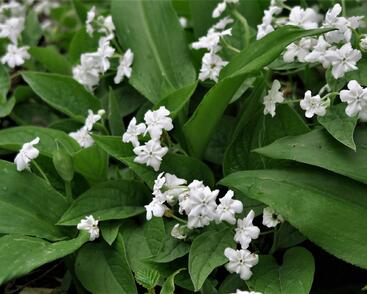 Pupkovec jarní 'Alba'