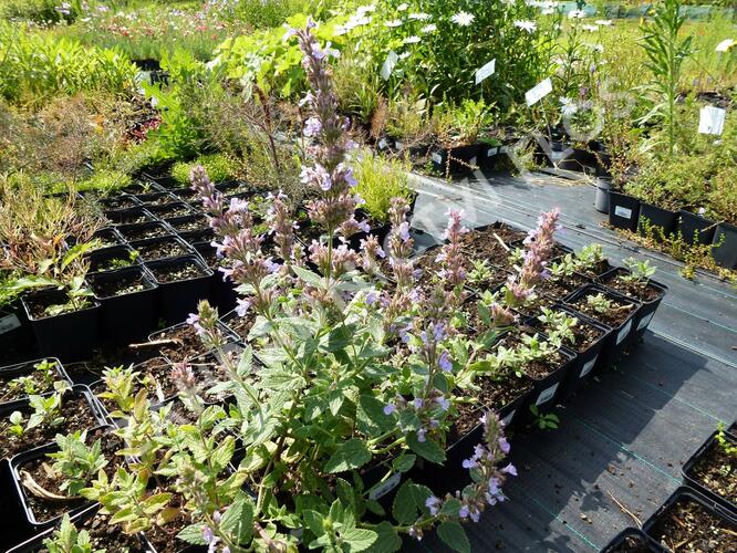 Šanta 'Veluw's Blauwtje' - Nepeta grandiflora 'Veluw's Blauwtje'