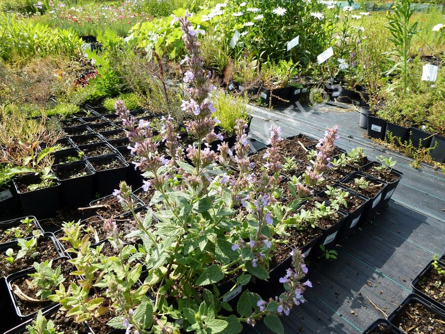 Šanta 'Veluw's Blauwtje' - Nepeta grandiflora 'Veluw's Blauwtje'