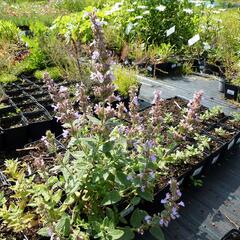 Šanta 'Veluw's Blauwtje' - Nepeta grandiflora 'Veluw's Blauwtje'