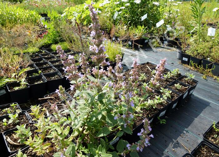 Šanta 'Veluw's Blauwtje' - Nepeta grandiflora 'Veluw's Blauwtje'