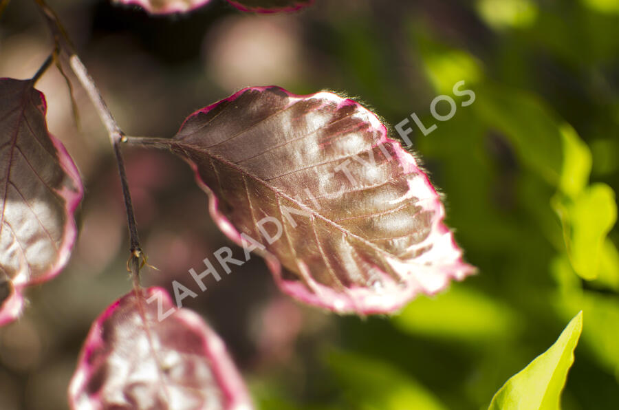 Buk lesní 'Purpurea Tricolor' - Fagus sylvatica 'Purpurea Tricolor'