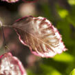 Buk lesní 'Purpurea Tricolor' - Fagus sylvatica 'Purpurea Tricolor'