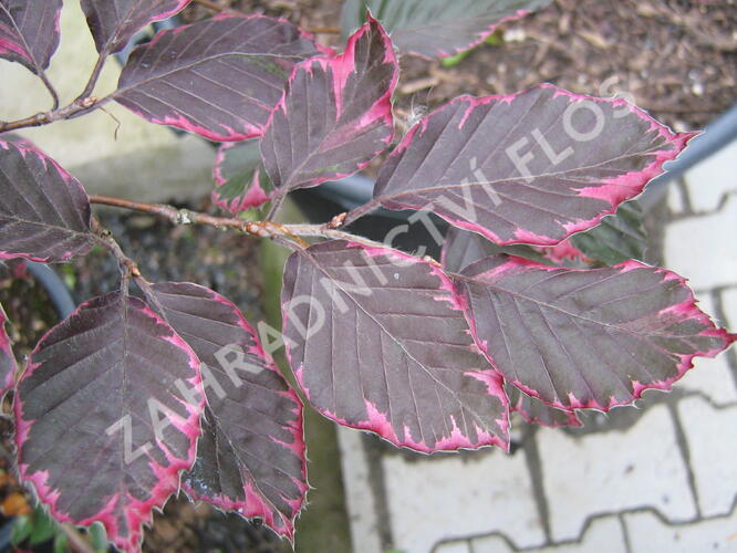 Buk lesní 'Purpurea Tricolor' - Fagus sylvatica 'Purpurea Tricolor'