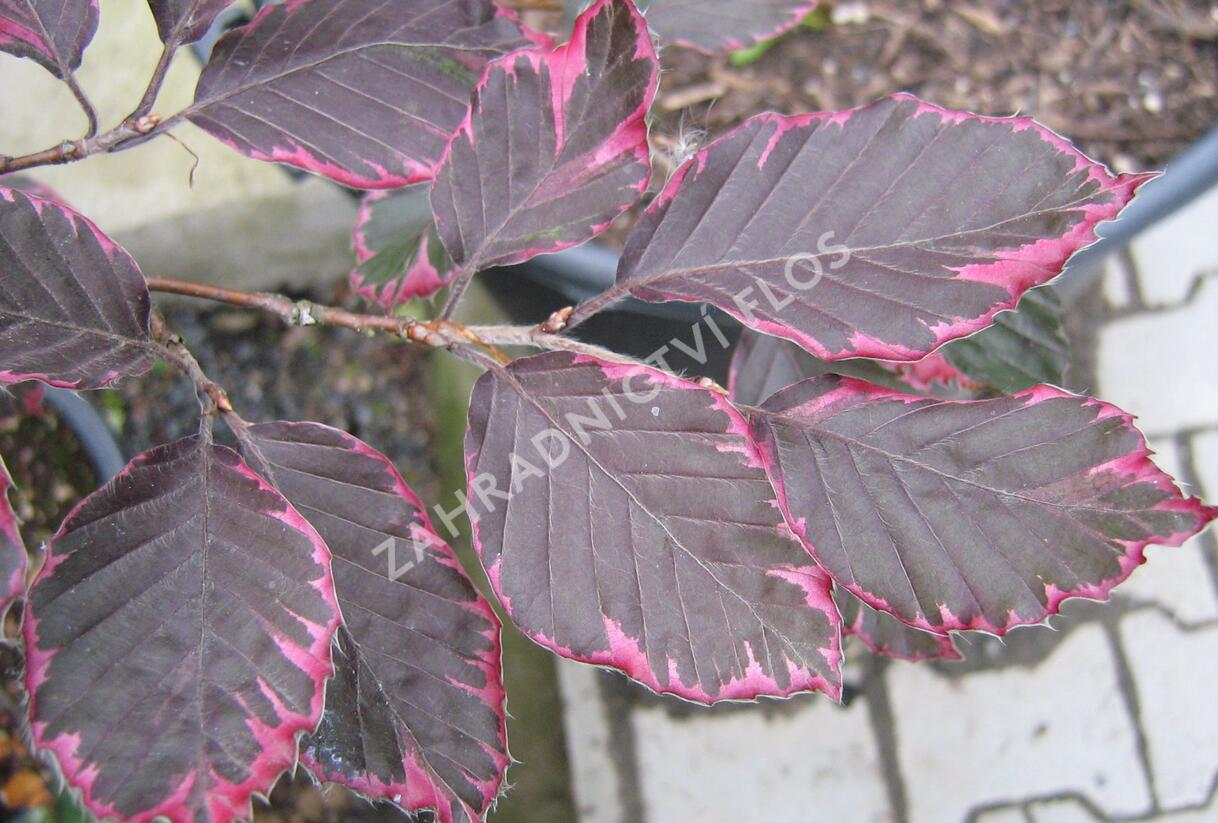 Buk lesní 'Purpurea Tricolor' - Fagus sylvatica 'Purpurea Tricolor'
