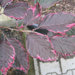 Buk lesní 'Purpurea Tricolor' - Fagus sylvatica 'Purpurea Tricolor'