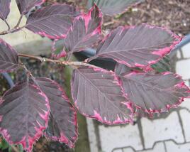 Buk lesní 'Purpurea Tricolor'