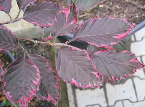 Buk lesní 'Purpurea Tricolor' - Fagus sylvatica 'Purpurea Tricolor'