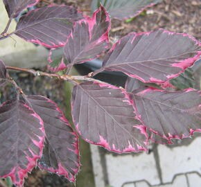 Buk lesní 'Purpurea Tricolor' - Fagus sylvatica 'Purpurea Tricolor'