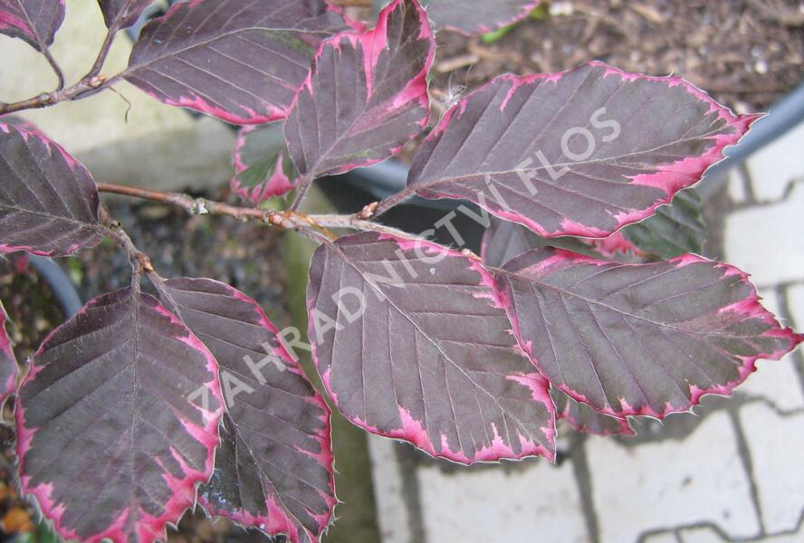 Buk lesní 'Purpurea Tricolor' - Fagus sylvatica 'Purpurea Tricolor'