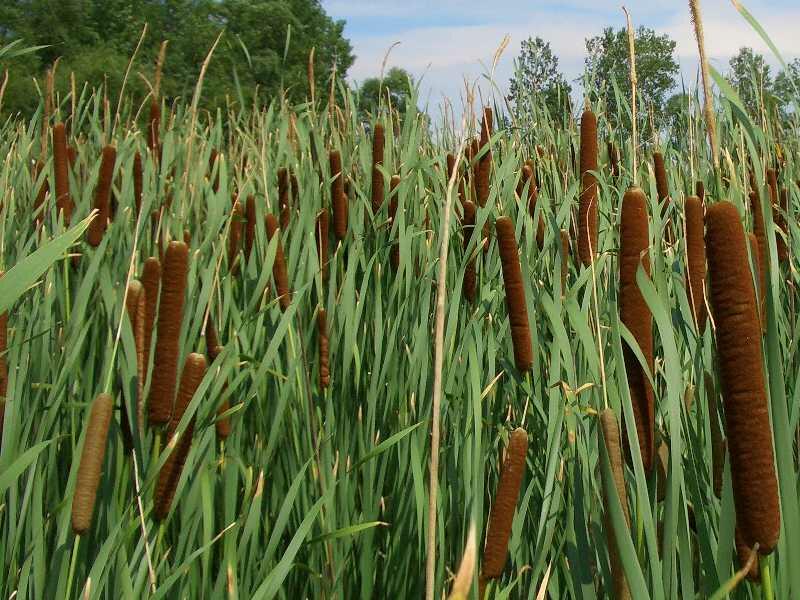 Orobinec úzkolistý - Typha angustifolia