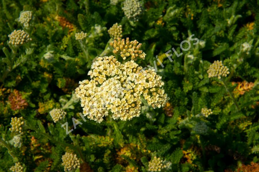 Řebříček obecný 'Desert Eve Cream' - Achillea millefolium 'Desert Eve Cream'