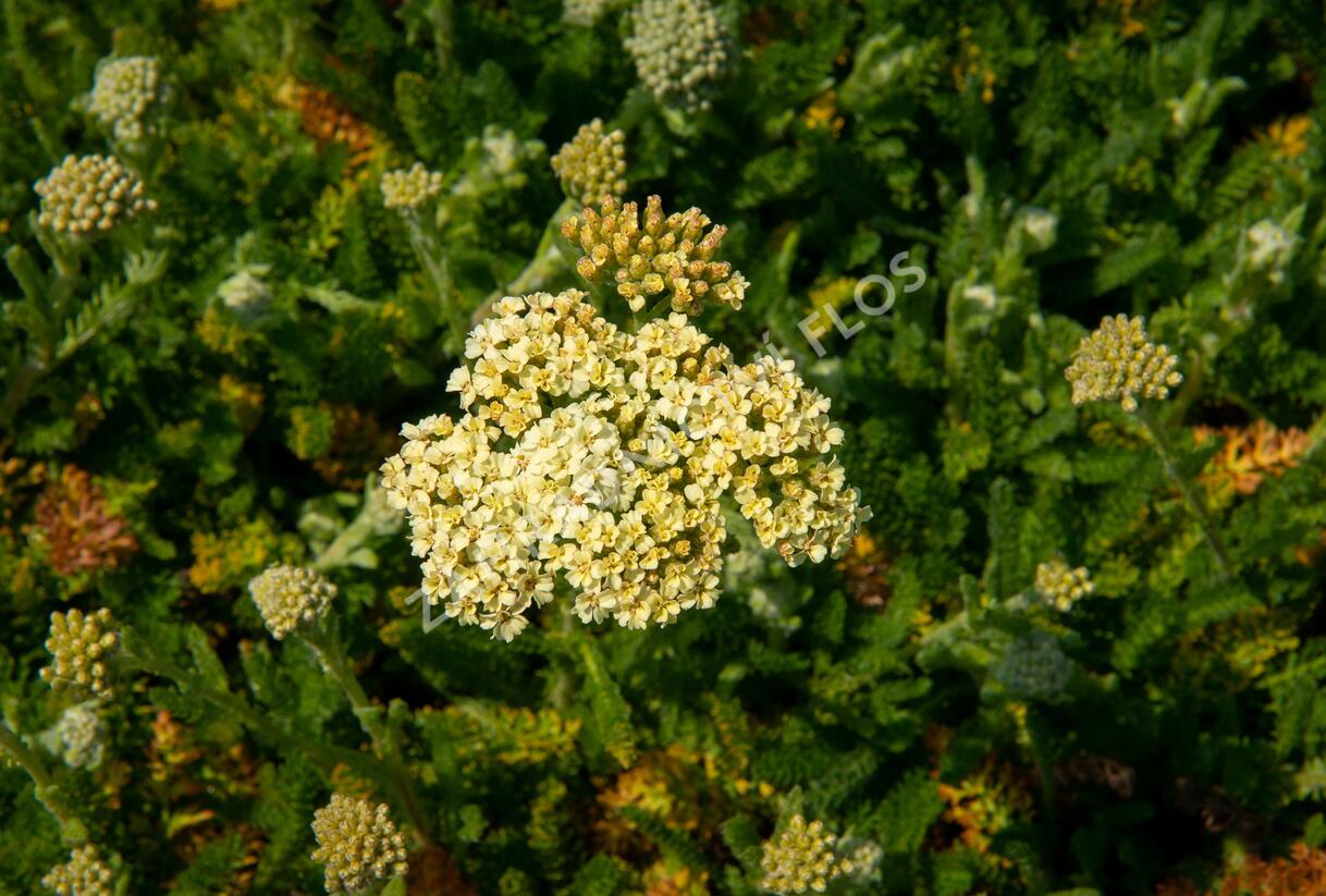 Řebříček obecný 'Desert Eve Cream' - Achillea millefolium 'Desert Eve Cream'