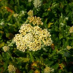 Řebříček obecný 'Desert Eve Cream' - Achillea millefolium 'Desert Eve Cream'