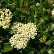 Řebříček obecný 'Desert Eve Cream' - Achillea millefolium 'Desert Eve Cream'