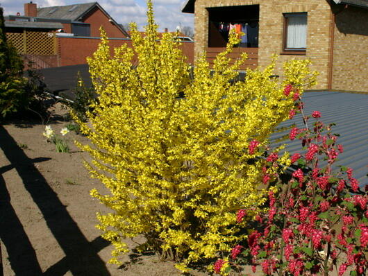 Zlatice prostřední 'Minigold' - Forsythia intermedia 'Minigold'