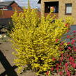 Zlatice prostřední 'Minigold' - Forsythia intermedia 'Minigold'