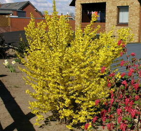 Zlatice prostřední 'Minigold' - Forsythia intermedia 'Minigold'