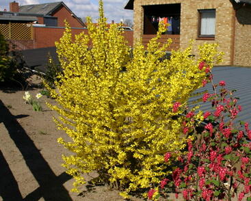 Zlatice prostřední, zlatý déšť 'Minigold'