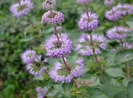 Ořechokřídlec šedivý - Caryopteris incana