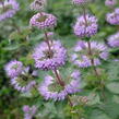 Ořechokřídlec šedivý - Caryopteris incana