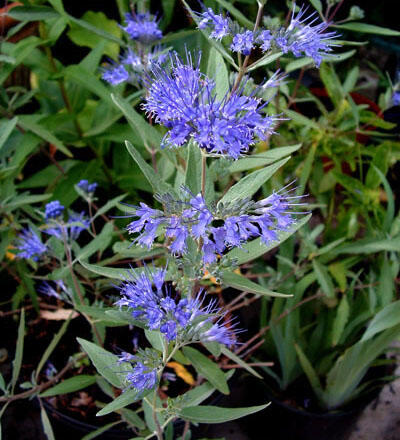 Ořechokřídlec clandonský 'Blau Donau' - Caryopteris clandonensis 'Blau Donau'