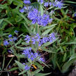 Ořechokřídlec clandonský 'Blau Donau' - Caryopteris clandonensis 'Blau Donau'