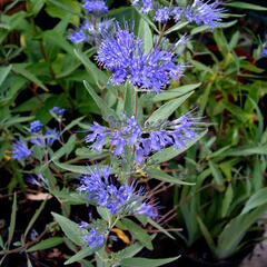Ořechokřídlec clandonský 'Blau Donau' - Caryopteris clandonensis 'Blau Donau'