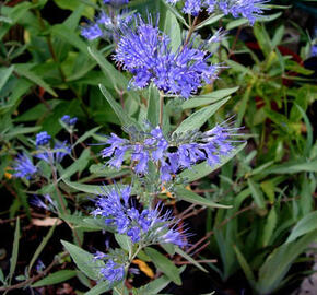 Ořechokřídlec clandonský 'Blau Donau' - Caryopteris clandonensis 'Blau Donau'