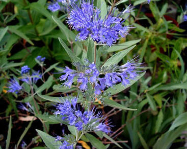 Ořechokřídlec clandonský 'Blau Donau'