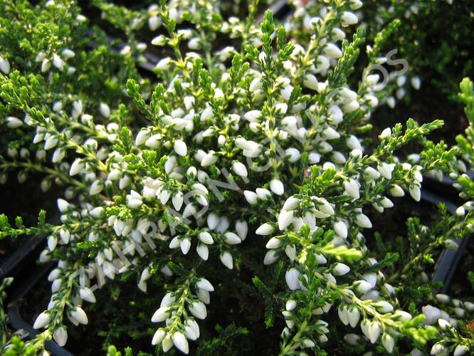 Vřes obecný 'White Coral' - Calluna vulgaris 'White Coral'