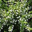 Vřes obecný 'White Coral' - Calluna vulgaris 'White Coral'