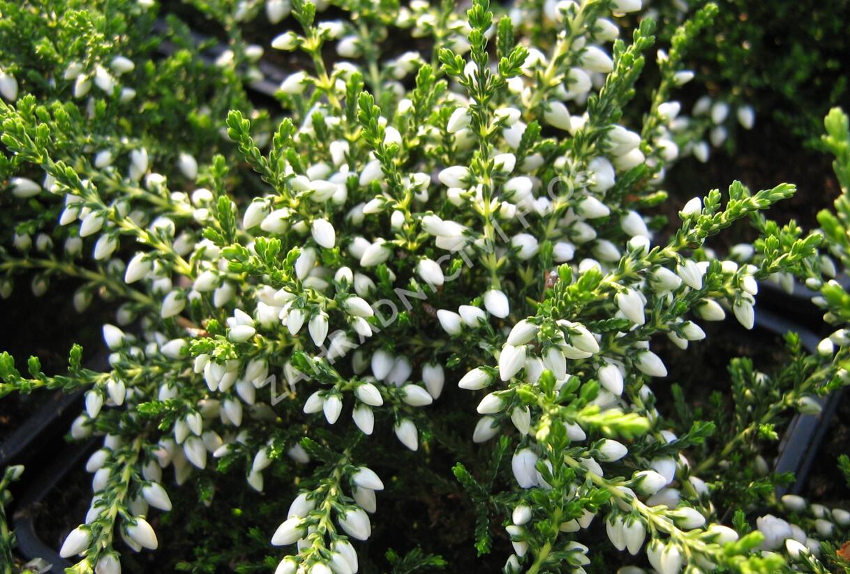 Vřes obecný 'White Coral' - Calluna vulgaris 'White Coral'