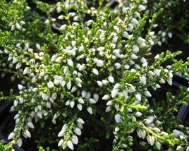 Vřes obecný 'White Coral'