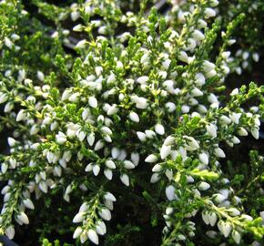 Vřes obecný 'White Coral' - Calluna vulgaris 'White Coral'