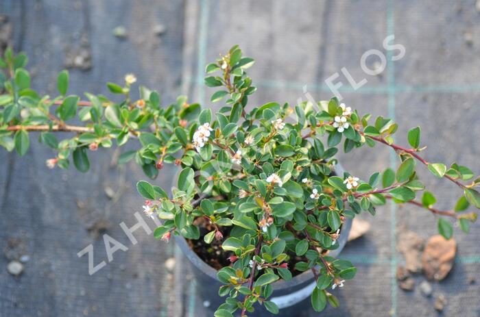 Skalník 'Eichholz' - Cotoneaster radicans 'Eichholz'