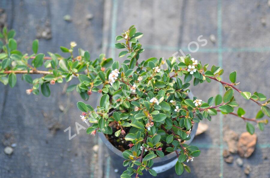 Skalník 'Eichholz' - Cotoneaster radicans 'Eichholz'