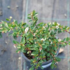 Skalník 'Eichholz' - Cotoneaster radicans 'Eichholz'