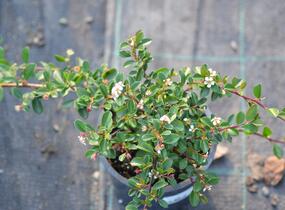 Skalník 'Eichholz' - Cotoneaster radicans 'Eichholz'