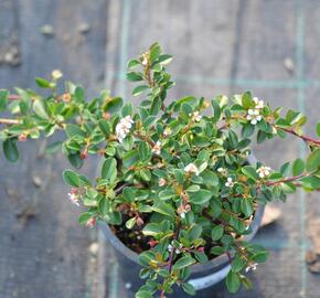 Skalník 'Eichholz' - Cotoneaster radicans 'Eichholz'