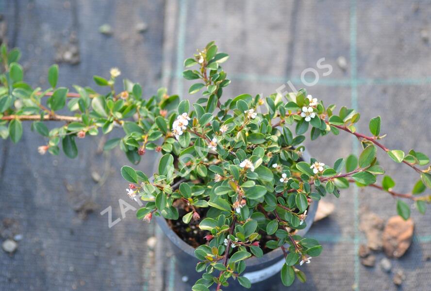 Skalník 'Eichholz' - Cotoneaster radicans 'Eichholz'