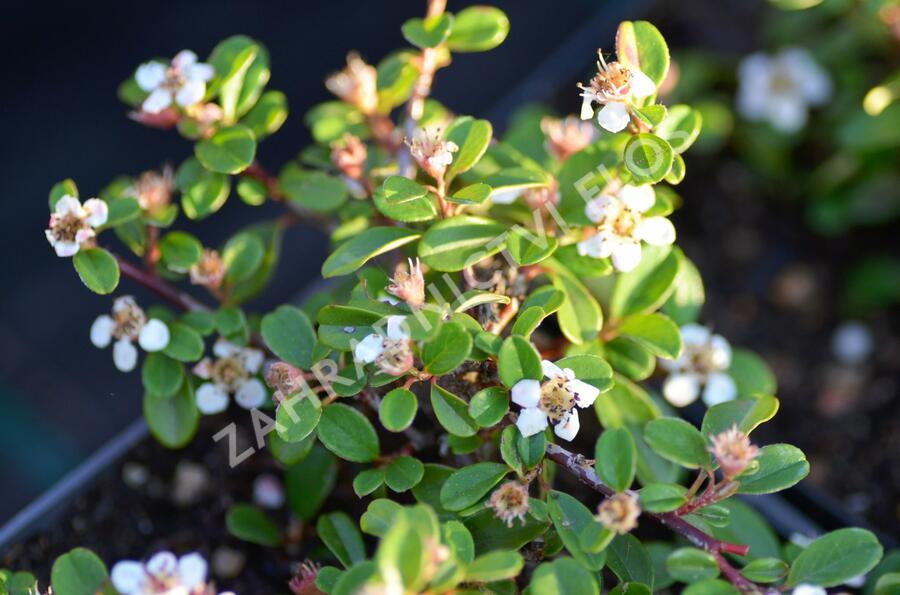 Skalník 'Eichholz' - Cotoneaster radicans 'Eichholz'