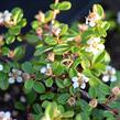 Skalník 'Eichholz' - Cotoneaster radicans 'Eichholz'