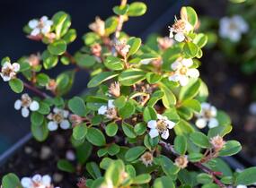 Skalník 'Eichholz' - Cotoneaster radicans 'Eichholz'
