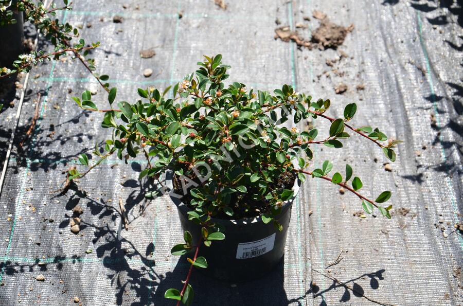 Skalník 'Eichholz' - Cotoneaster radicans 'Eichholz'