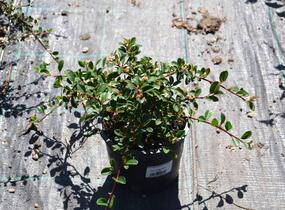 Skalník 'Eichholz' - Cotoneaster radicans 'Eichholz'
