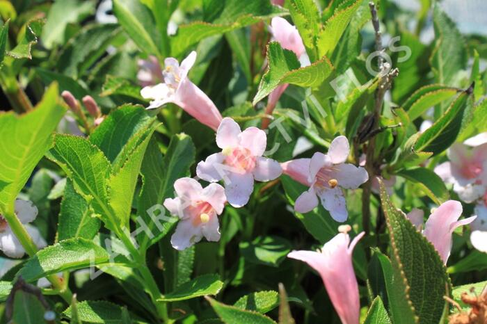 Vajgélie květnatá 'Piccolo' - Weigela florida 'Piccolo'