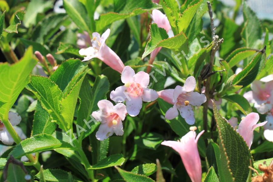 Vajgélie květnatá 'Piccolo' - Weigela florida 'Piccolo'