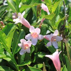 Vajgélie květnatá 'Piccolo' - Weigela florida 'Piccolo'