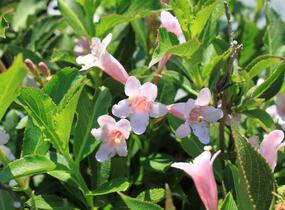Vajgélie květnatá 'Piccolo' - Weigela florida 'Piccolo'